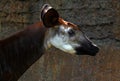 Okapi Royalty Free Stock Photo