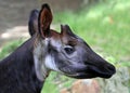 Okapi