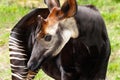 Okapi