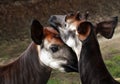 Okapi