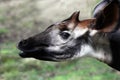 Okapi