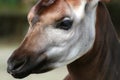 Okapi