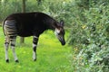 Okapi