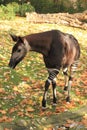 Okapi Royalty Free Stock Photo