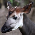 Okapi