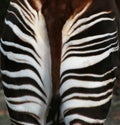 Okapi behind Royalty Free Stock Photo