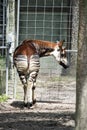 Okapi from Behind Royalty Free Stock Photo