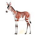 Okapi in cartoon style. Cute Little Cartoon Okapi isolated on white background. Watercolor drawing, hand-drawn in watercolor. For