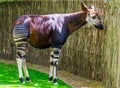 Okapi in closeup, Endangered animal specie, giraffe from Congo, Africa Royalty Free Stock Photo