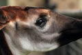 Okapi detail Royalty Free Stock Photo