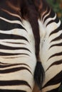 Okapi detail Royalty Free Stock Photo