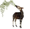 Okapi eating foliage from a branch, Okapia johnstoni