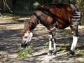 Okapi eating a plant Royalty Free Stock Photo