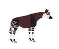 Okapi or forest giraffe isolated on white background. Cute wild herbivorous exotic African animal. Endangered species of Royalty Free Stock Photo