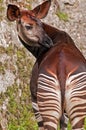 Okapi Royalty Free Stock Photo