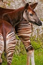 Okapi Royalty Free Stock Photo