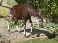 Okapi near pond Royalty Free Stock Photo