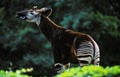 OKAPI okapia johnstoni Royalty Free Stock Photo