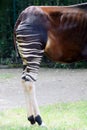 Okapi Okapia johnstoni rear legs