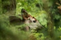 Okapi Okapia johnstoni, forest giraffe or zebra giraffe, artiodactyl mammal native to jungle or tropical forest, Congo, Africa Royalty Free Stock Photo