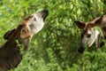 Okapi Okapia johnstoni, forest giraffe or zebra giraffe, artiodactyl mammal native to jungle or tropical forest, Congo, Africa