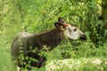 Okapi Okapia johnstoni, forest giraffe or zebra giraffe, artiodactyl mammal native to jungle or tropical forest, Congo, Africa Royalty Free Stock Photo