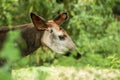 Okapi Okapia johnstoni, forest giraffe or zebra giraffe, artiodactyl mammal native to jungle or tropical forest, Congo, Africa Royalty Free Stock Photo