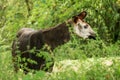 Okapi Okapia johnstoni, forest giraffe or zebra giraffe, artiodactyl mammal native to jungle or tropical forest, Congo, Africa Royalty Free Stock Photo