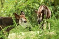 Okapi Okapia johnstoni, forest giraffe or zebra giraffe, artiodactyl mammal native to jungle or tropical forest, Congo, Africa Royalty Free Stock Photo