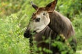 Okapi Okapia johnstoni, forest giraffe or zebra giraffe, artiodactyl mammal native to jungle or tropical forest, Congo, Africa