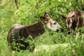 Okapi Okapia johnstoni, forest giraffe or zebra giraffe, artiodactyl mammal native to jungle or tropical forest, Congo, Africa Royalty Free Stock Photo