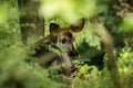 Okapi Okapia johnstoni, forest giraffe or zebra giraffe, artiodactyl mammal native to jungle or tropical forest, Congo, Africa Royalty Free Stock Photo