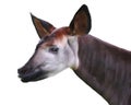 Okapi (Okapia johnstoni Royalty Free Stock Photo