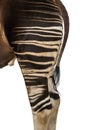 Okapi, Okapia johnstoni, isolated Royalty Free Stock Photo