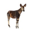 Okapi, Okapia johnstoni, isolated