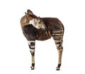 Okapi, Okapia johnstoni, isolated