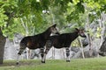 OKAPI okapia johnstoni