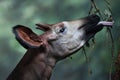 Okapi (Okapia johnstoni).