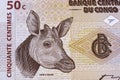 .Okapi a portrait from old Congolese money