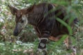 Okapi Rare African Antilope And Zebra Crossing