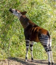 Okapi snack at Bronx zoo Royalty Free Stock Photo