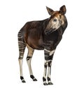 Okapi standing, looking away, Okapia johnstoni, isolated