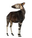 Okapi standing, looking away, Okapia johnstoni, isolated