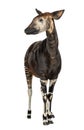 Okapi standing, Okapia johnstoni, isolated Royalty Free Stock Photo