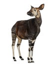 Okapi standing, showing teeth, Okapia johnstoni