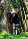 Okapi standing side-by-side in Disney's Animal Kingdom park in Florida Royalty Free Stock Photo