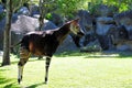 Okapi Urinating Royalty Free Stock Photo