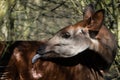 Okapi & x28;Okapia johnstoni& x29; with tongue extended Royalty Free Stock Photo