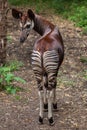 Okapi (Okapia johnstoni). Royalty Free Stock Photo