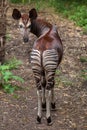 Okapi (Okapia johnstoni). Royalty Free Stock Photo